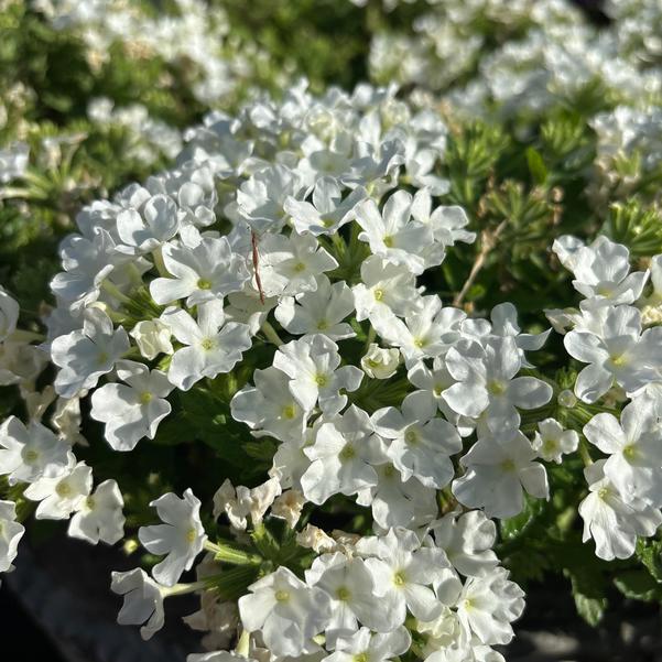 Verbena Empress® 'Sun Kiss White' Image