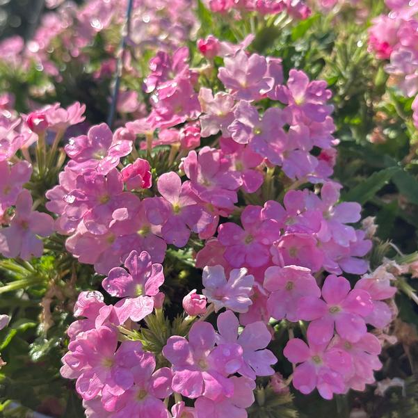 Verbena Empress® 'Sun Pink 2025' Image