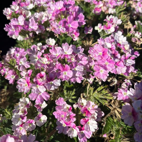 Verbena Vanessa 'Bicolor Light Pink' Image