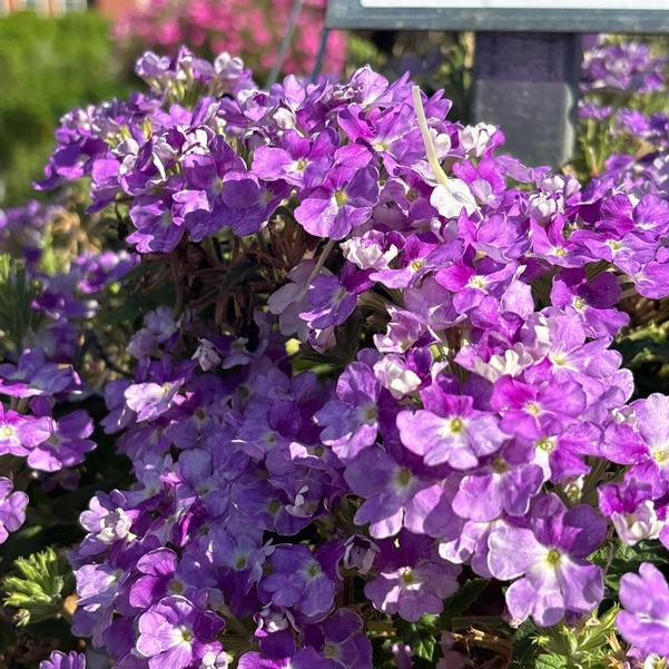 Verbena Vanessa 'Bicolor Indigo' Image