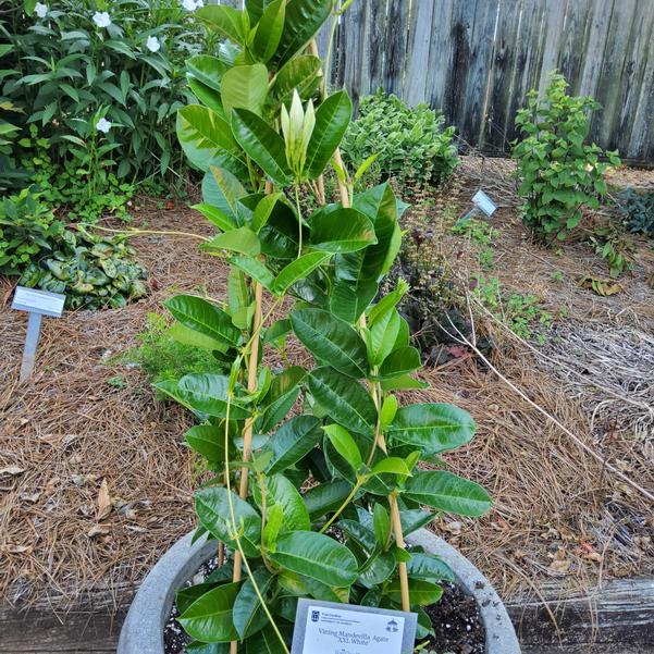 Vining Mandevilla Agate 'XXL White' Image