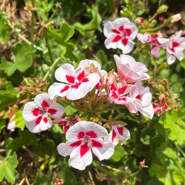 Zonal Geranium Sunrise™ 'White+Zest' Image