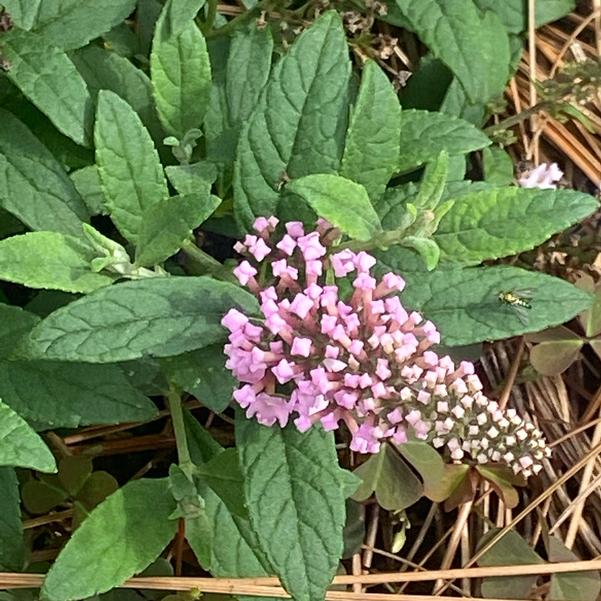 Buddleja davidii Little Rockstars 'Pink' Image