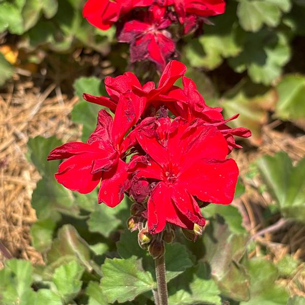 Zonal Geranium Super Moon™ 'Bright Red' Image