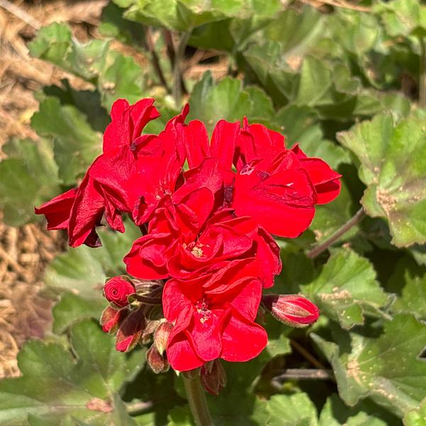 Zonal Geranium Super Moon™ 'Red' Image