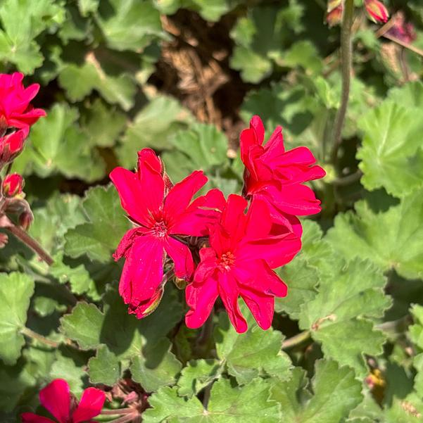 Zonal Geranium Super Moon™ 'Violet' Image