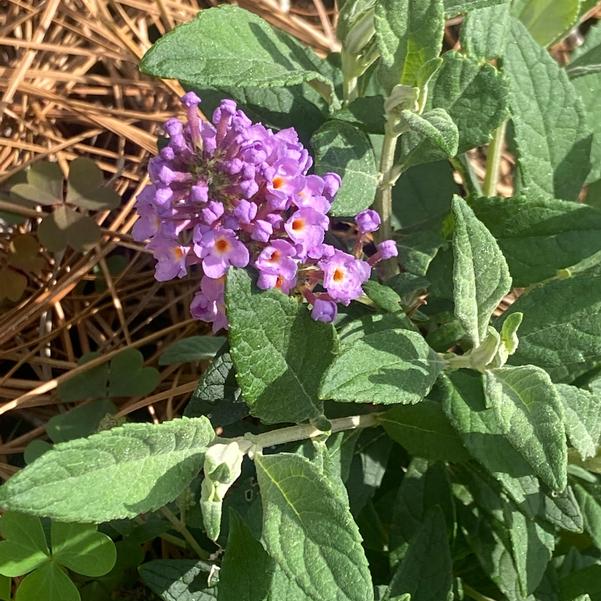 Buddleja davidii Little Rockstars 'Blue' Image