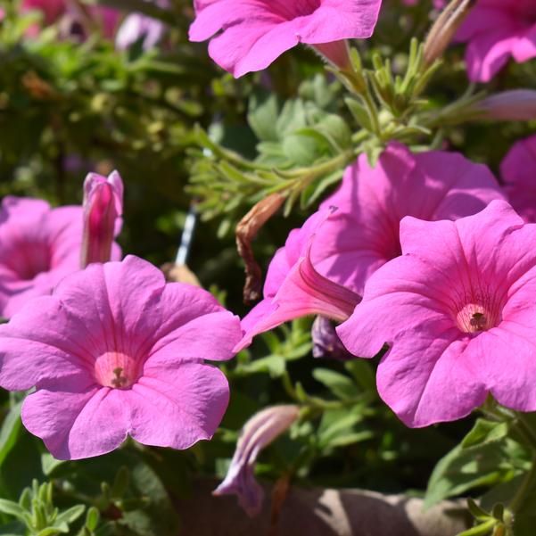 Petunia 24OSI-01 C2 'Explorer Pink' Image