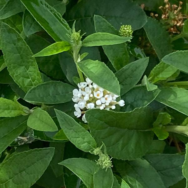 Buddleja davidii Little Rockstars 'White' Image