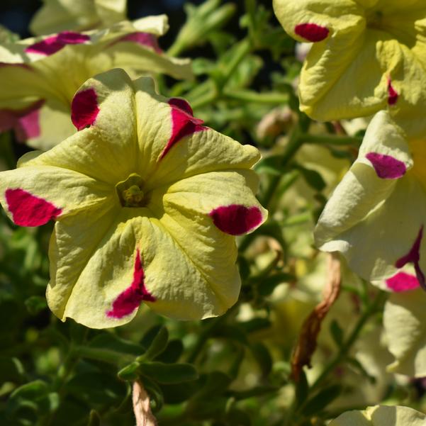 Petunia 24OSI-05 C1 'Sophistica Lime bicolor' Image