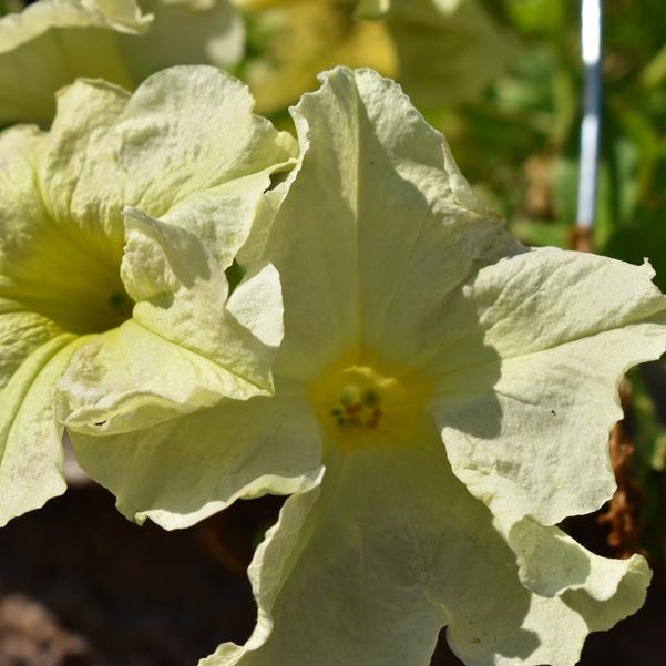 Petunia 24OSI-06 C1 'Sophistica Lime Green' Image