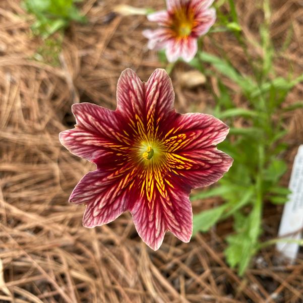 Salpiglossis 24OSI-09 Image