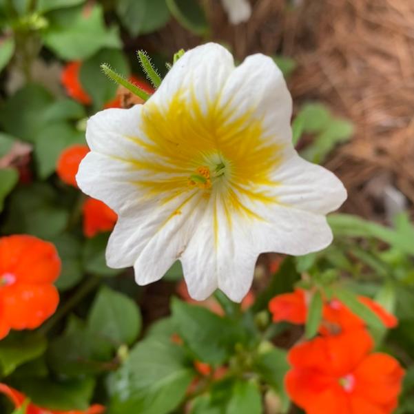 Salpiglossis 24OSI-09 C1/10 C1 'Grandiflora Mix' Image