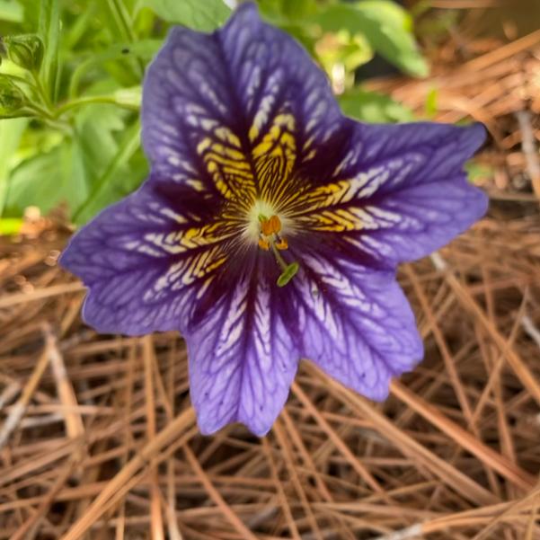 Salpiglossis 24OSI-10 Image