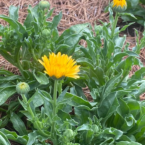 Calendula 24OSI-13 Image