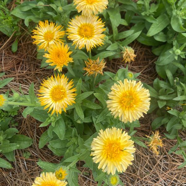 Calendula 24OSI-13 C1 'Bon Bon Apricot' Image