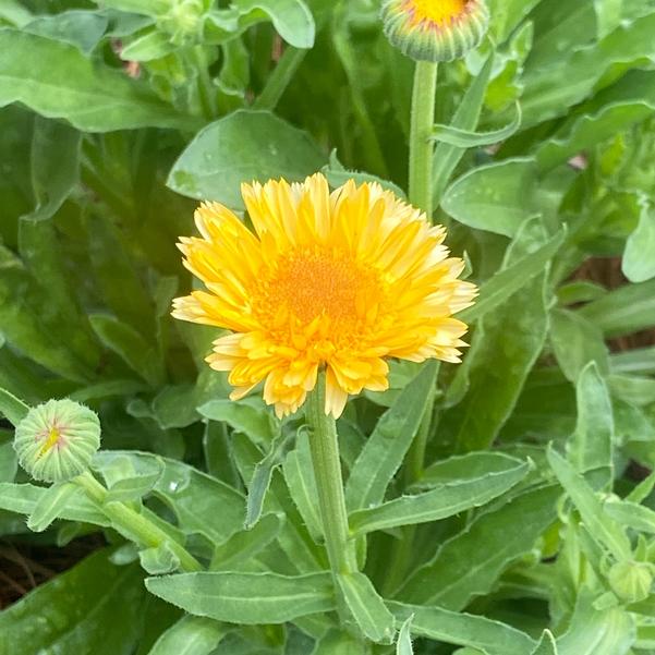 Calendula 24OSI-13 C2 'Kinglet' Image