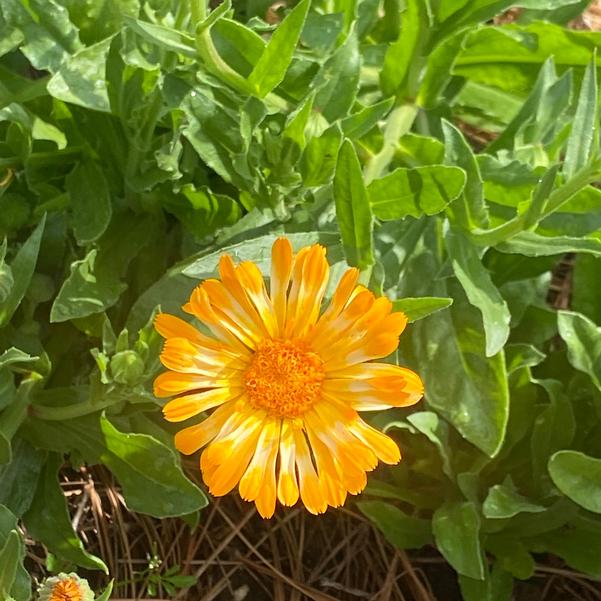 Calendula 24OSI-15 Image