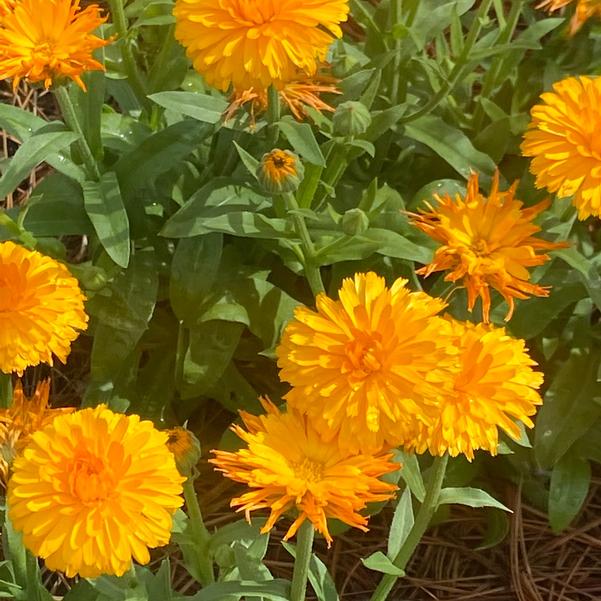 Calendula 24OSI-15 C1 'Costa Orange' Image