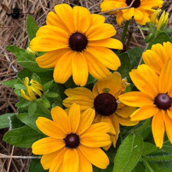 Rudbeckia 24OSI-16 Image