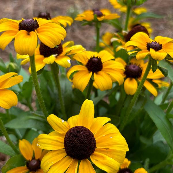 Rudbeckia 24OSI-16 C1 'Toto Gold' Image