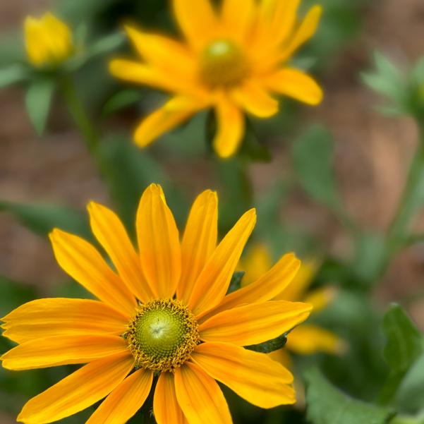 Rudbeckia 24OSI-16 C2 'Amarillo Gold' Image