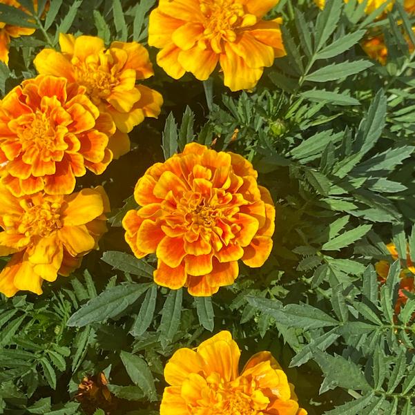 Marigold French 24OSI-17 C2 'Safari Yellow Fire' Image