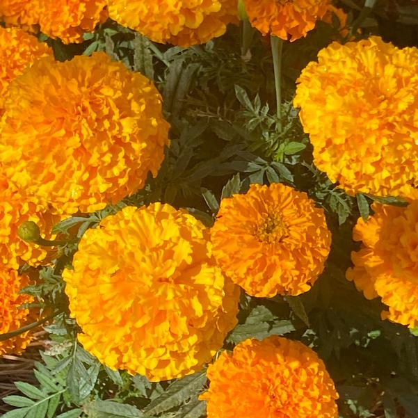 Marigold 24OSI-18 'Entry (Siam series)' Image