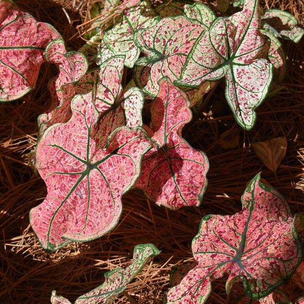 Caladium 'Splash of Wine' Image