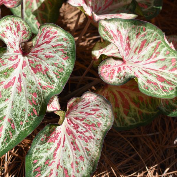 Caladium 'Candyland' Image