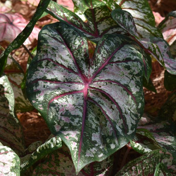 Caladium 'Celebration' Image