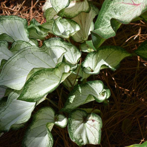 Caladium 'High Society' Image