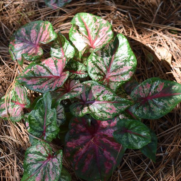 Caladium 'Little Gem' Image