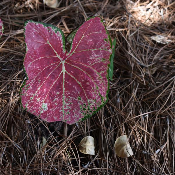 Caladium 'Ballet Slippers' Image