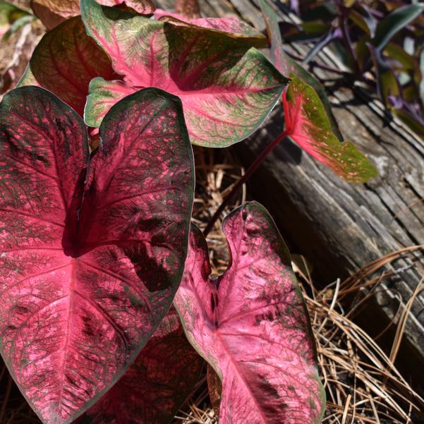 Caladium 'Party Punch' Image