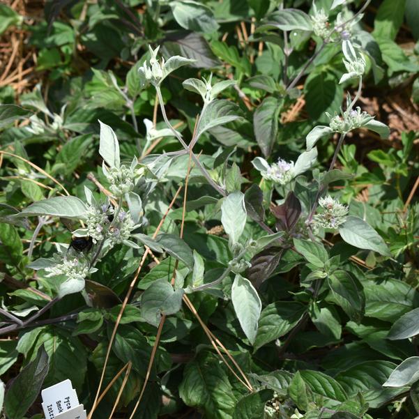 Pycnanthemum 'Smokey Mountain Mint' Image