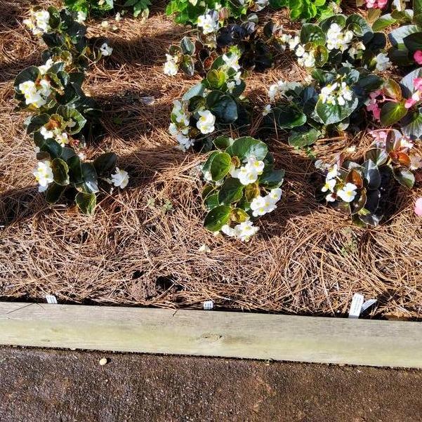 Begonia x benariensis BIG 'White Bronze Leaf IMP' Image