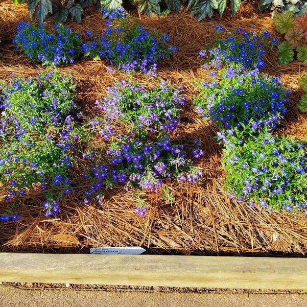 Lobelia erinus Masterpiece 'Blue with Eye' Image