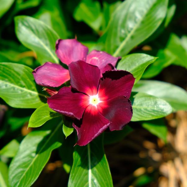 Catharanthus roseus Nirvana® XDR 'Blackberry' Image