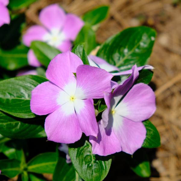 Catharanthus roseus Nirvana® XDR 'Blue Halo' Image