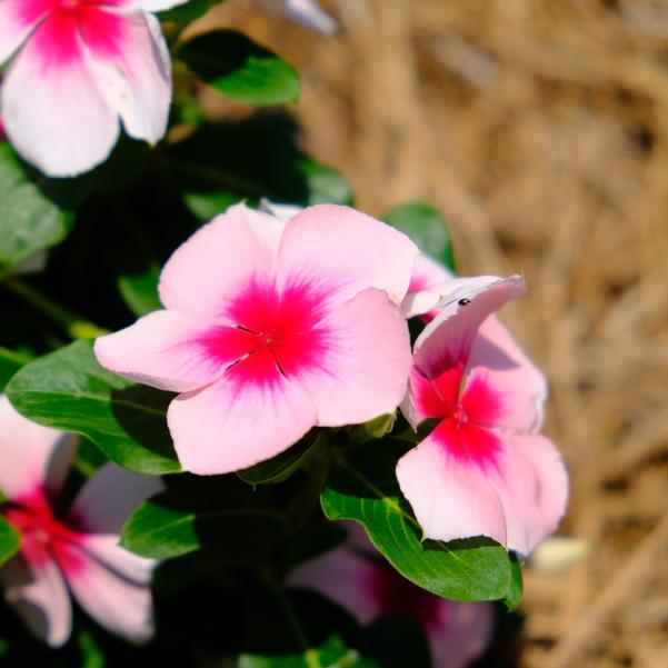 Catharanthus roseus Nirvana® XDR 'Blush Splash' Image