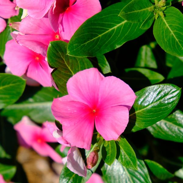 Catharanthus roseus F1 Cora® 'XDR Deep Strawberry' Image