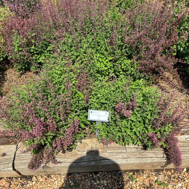 Agastache hybrid Maestro™ 'Coral' Image