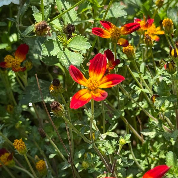 Bidens ferulifolia Campfire® 'Red Ember' Image