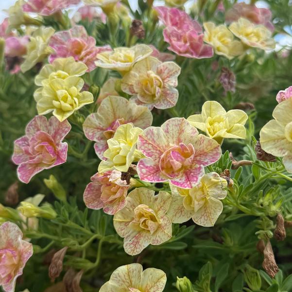 Calibrachoa hybrid Superbells Magic® 'Double Grapefruit' Image