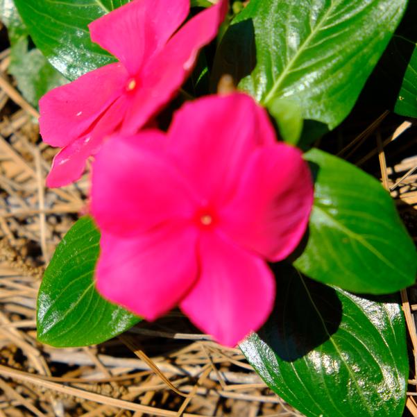 Catharanthus roseus F1 Cora® 'Cascade XDR Punch' Image