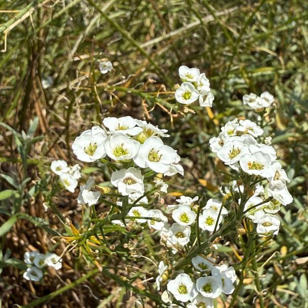 Lobularia maritima hybrid 'White Knight (Imp)' Image