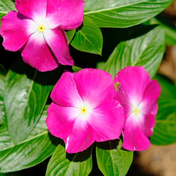 Catharanthus roseus F1 Cora® 'XDR Magenta Halo' Image