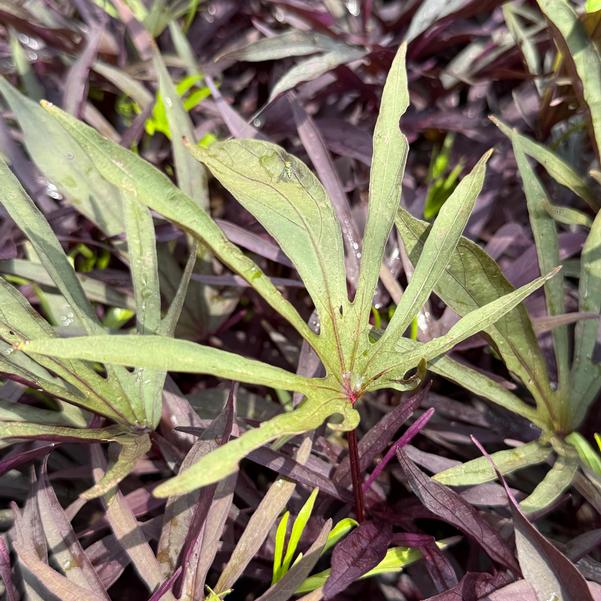 Ipomoea batatas Sweet Caroline 'Medusa™ Black' Image