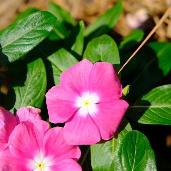 Catharanthus roseus F1 Cora® 'XDR Pink Halo' Image